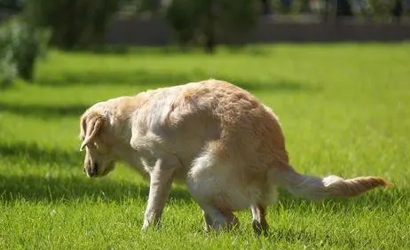 狗狗拉粑粑拉不出来?有什么好方法解决 狗狗拉粑粑拉不出来?有什么好方法解决