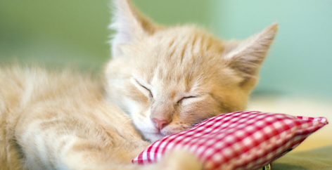 哪些感冒药可以给猫咪吃 哪些感冒药可以给猫咪吃