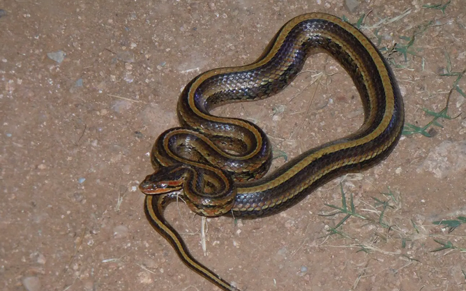 如何家养红纹滞卵蛇?看完这篇文章你就知道了~ 如何家养红纹滞卵蛇?看完这篇文章你就知道了~