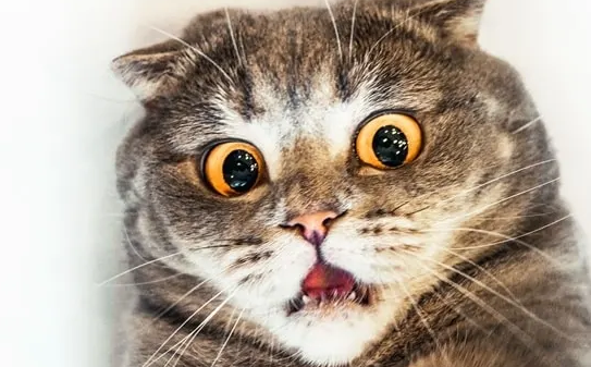 猫咪抑郁了怎么办？方法如下！