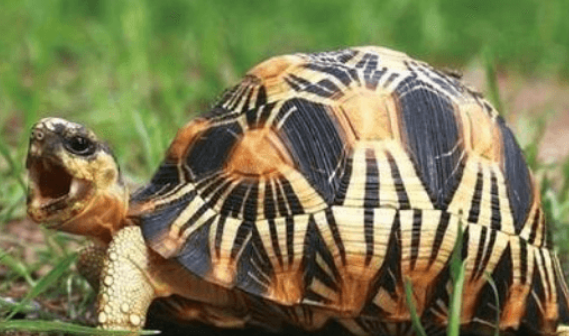 新手必码！辐射陆龟生病了怎么办？