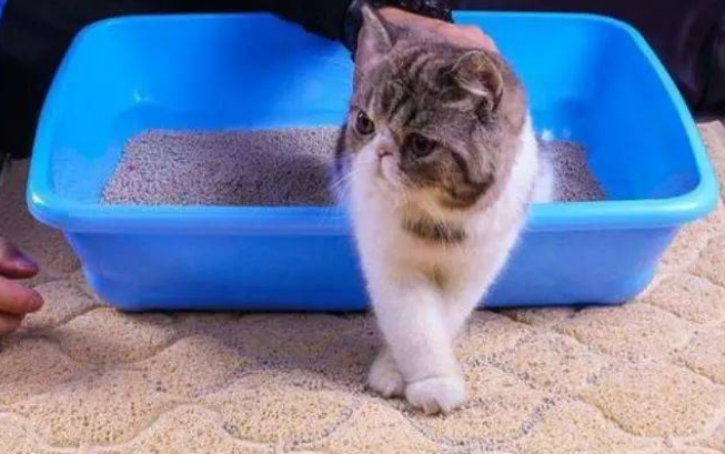 铲屎的时候猫一直在旁边？其实是这几个原因