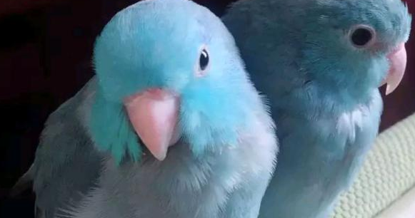 今日科普：牡丹鹦鹉和太平洋鹦鹉哪个大？