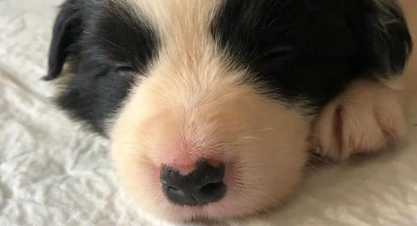 学会治疗细小，从此告别宠物医院！挽救细小中晚期的成功经验分享