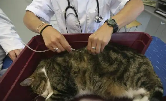 猫是不是聋子怎么知道，试一下这两个方法