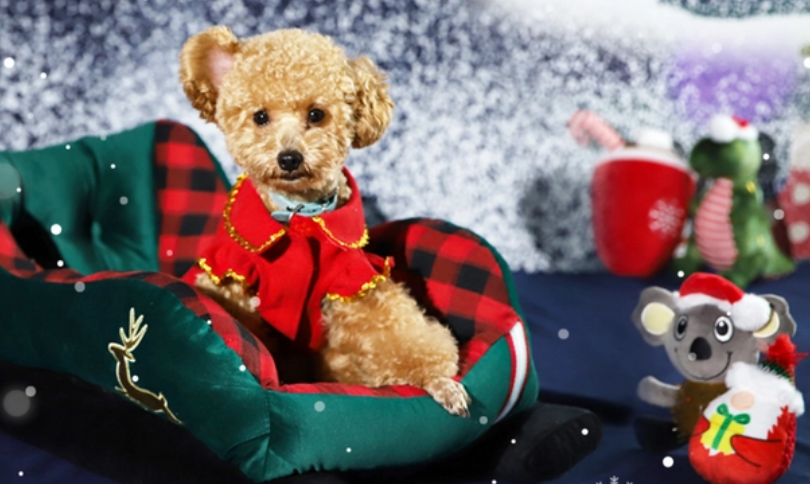 今日5只新股上市：创业板天元宠物，上交所主板云中马，科创板美埃科技，北交所雅葆轩、曙光数创