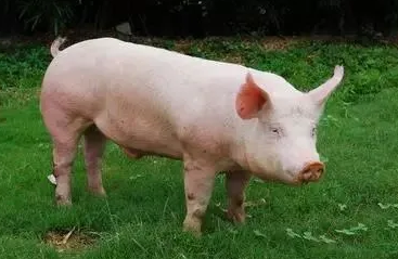 一头成年猪大概有多重？想养的来看看