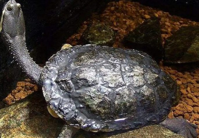 长颈龟和蛇颈龟区别是什么？来瞧一瞧吧