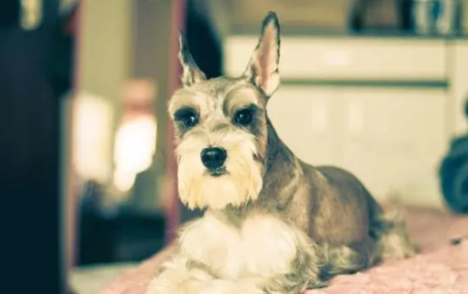 带你了解，雪纳瑞串串的特点都有哪些？