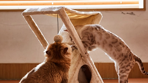 费钱费力买了安装猫爬架猫咪不爱玩?你还缺少这一步 费钱费力买了安装猫爬架猫咪不爱玩?你还缺少这一步