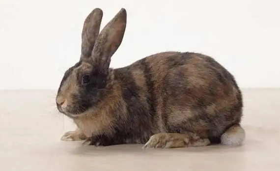 维兰特兔的价格，快来了解一下吧。