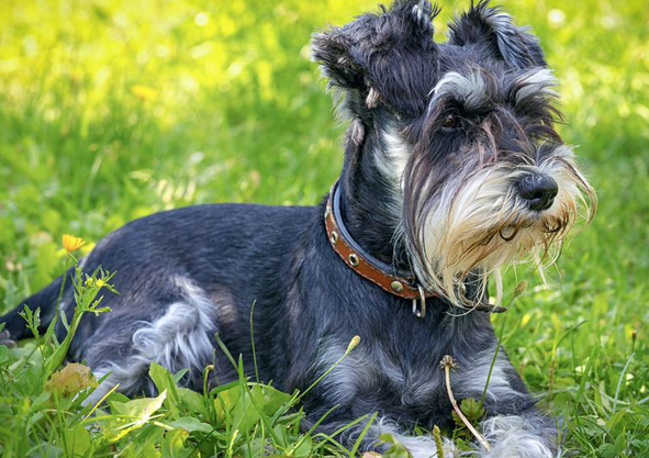 雪纳瑞忘记旧主人要多长时间？本文告诉你！