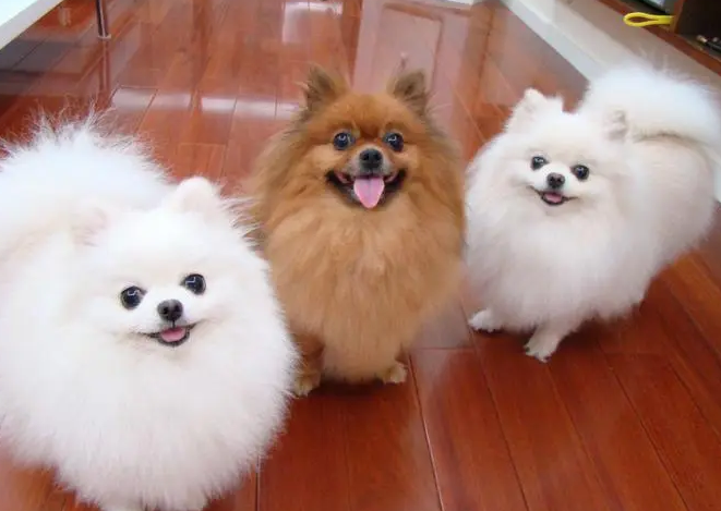 会笑的狗叫什么名字？此处有答案