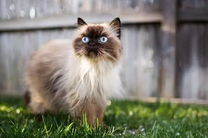 饲养喜马拉雅猫要注意什么？主人来了解下吧