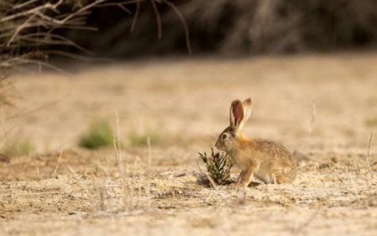 草兔和塔里木兔区别，你了解吗？