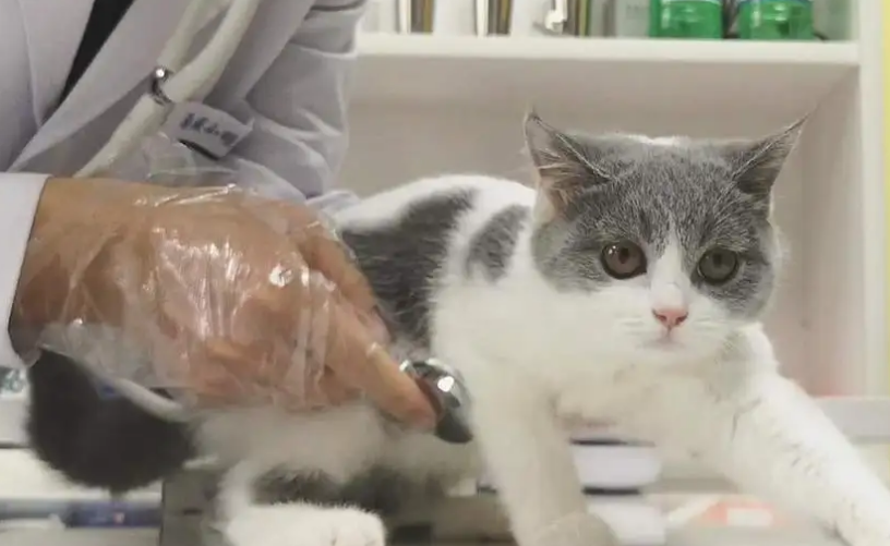 辨别母猫假孕的办法，你还不知道吗？