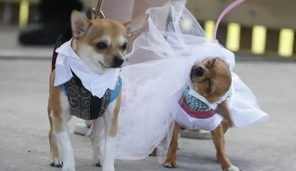 简单实用,二哈都能学会!用狗尿垫训练狗狗在家大小便 简单实用,二哈都能学会!用狗尿垫训练狗狗在家大小便