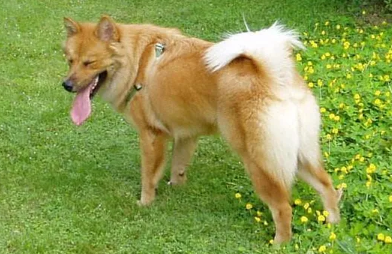 四眼黑土狗为什么那么贵？这篇文章告诉你！