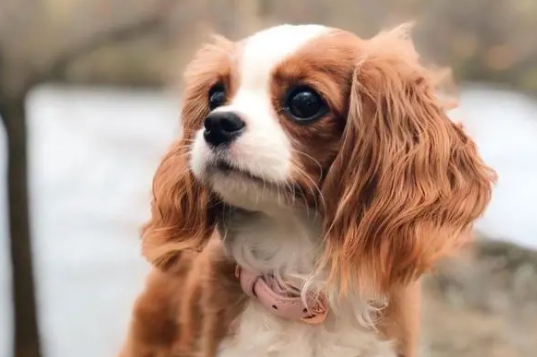 小狗生活习性是怎样的？快来看看！