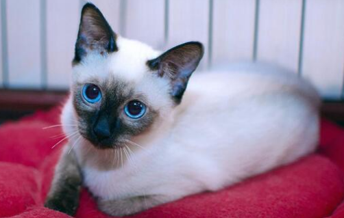 蓝猫和暹罗猫的混血？会是什么样的猫咪呢
