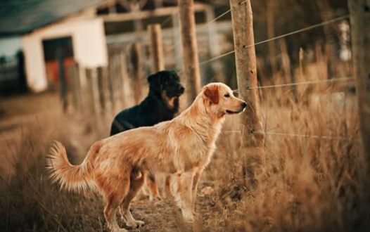 金毛犬半年能长多大,快来看看吧~ 金毛犬半年能长多大,快来看看吧~