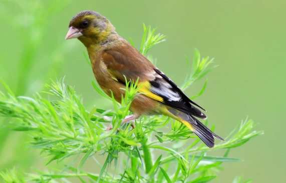 不知道怎样识别金翅雀年龄？看这里吧