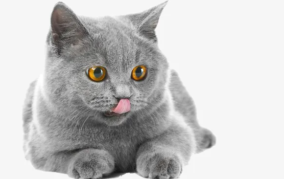 灰色猫咪是什么品种，快来get一下~