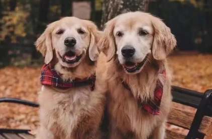 金毛犬是否应该吃美毛?看完这篇文章,你们就知道了 金毛犬是否应该吃美毛?看完这篇文章,你们就知道了