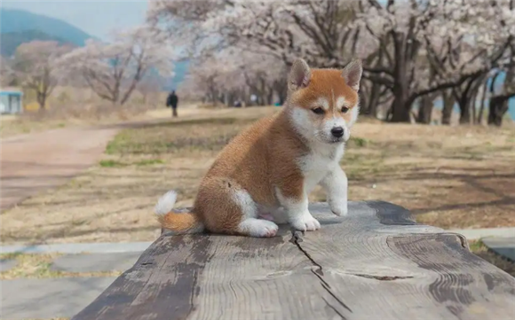 柴犬的特点和性格介绍,你了解吗? 柴犬的特点和性格介绍,你了解吗?