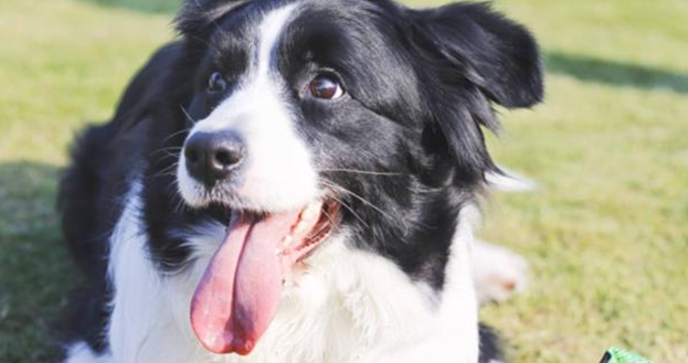 边牧多大不再调皮？看完你就知道了