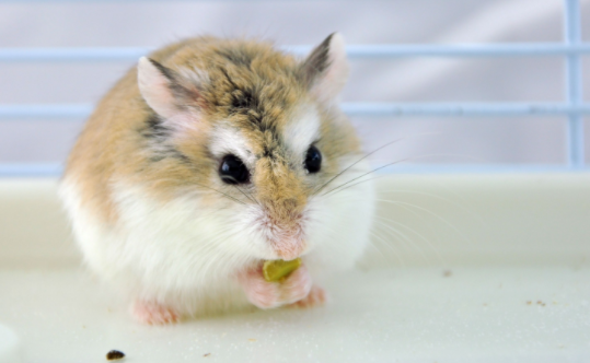 仓鼠喝温水还是凉水？应该怎么喝水比较好？