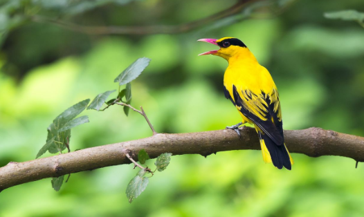 黄鹂鸟怎么养?饲养注意事项有哪些? 黄鹂鸟怎么养?饲养注意事项有哪些?