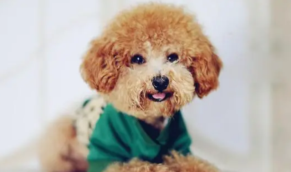 狗狗害怕吹风机怎么办？教你三步轻松搞定！