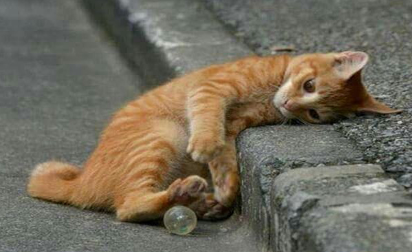 捡到流浪小猫咪怎么办?这几个办法可以试试 捡到流浪小猫咪怎么办?这几个办法可以试试