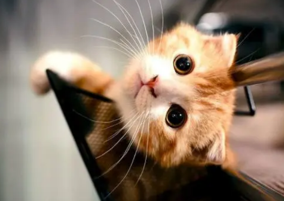 营养膏对猫咪的身体到底有什么作用？每只猫咪都可以天天吃吗？