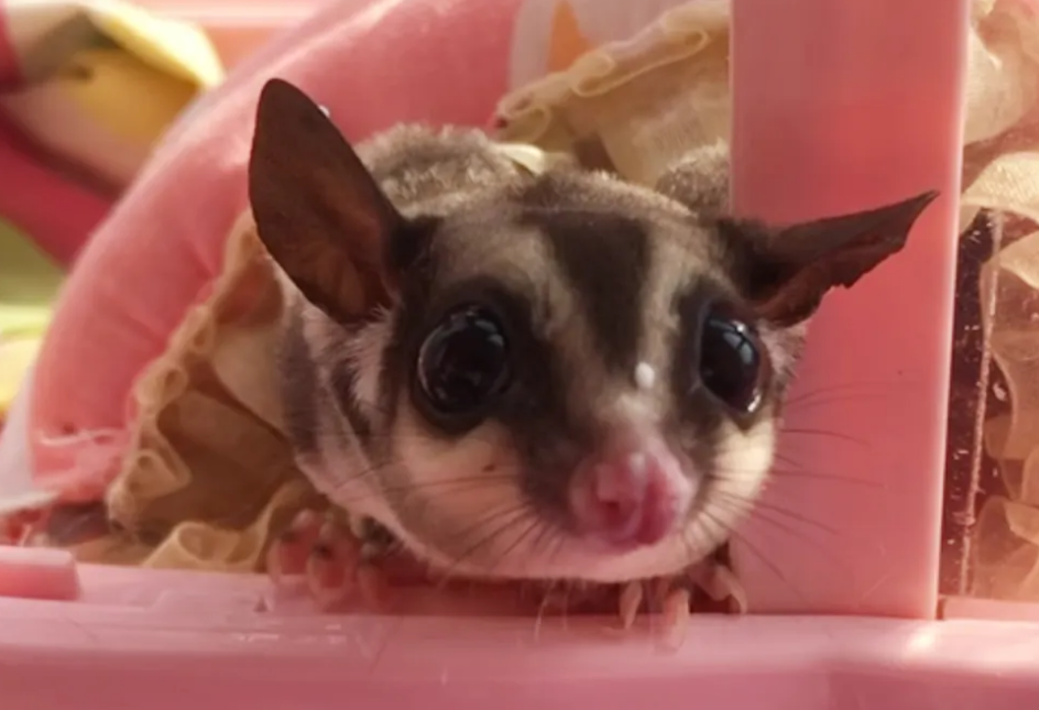 干货|蜜袋鼯多久才会认主，看看这些表现就知道了