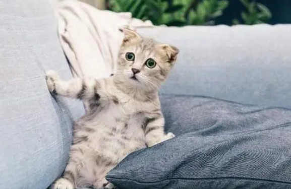 猫咪狗狗去世怎么办？了解沈阳宠物火化流程