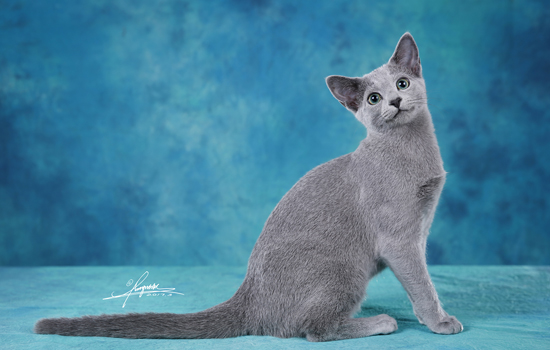 想要饲养布偶猫，不妨先来了解下它的缺点和优点