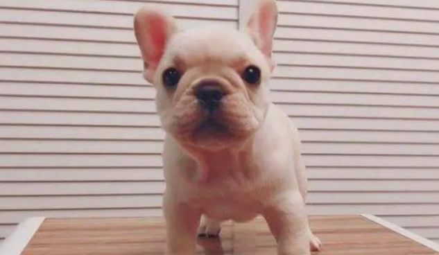 给狗狗洗澡要注意些什么？家里有狗的人赶紧来