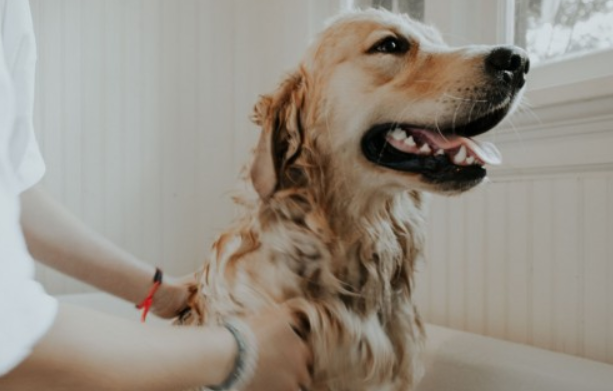 为什么金毛对狗很凶？原因在这里