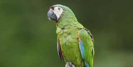 栗额金刚鹦鹉和迷你金刚鹦鹉哪个要好些？