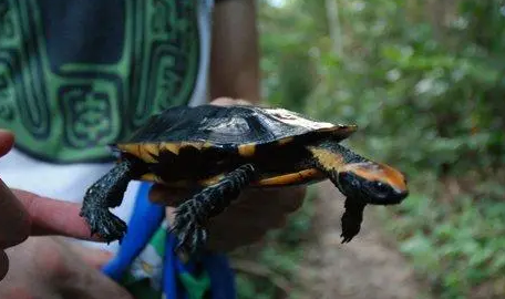 红头扁龟价格多少？了解 一下