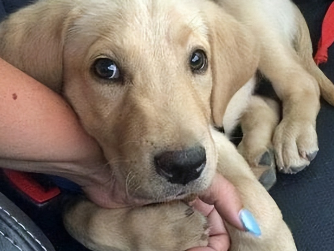 尽量少“寄养狗狗”，这几种后果，你难以承受