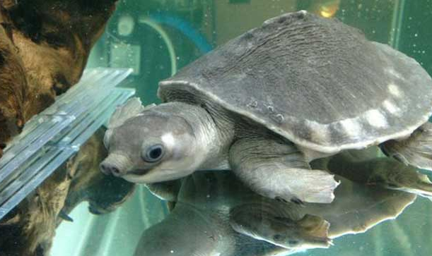 猪鼻龟饲养注意事项，你一定要知道