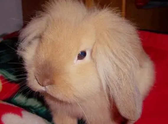 狮子头兔能活多久，来看看这篇文章吧