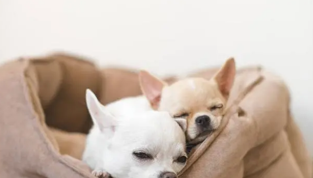 狗狗不喜欢睡狗窝怎么办？这5点教你解决