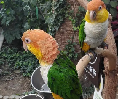 白腹凯克鹦鹉吃什么东西？主人一定要知道