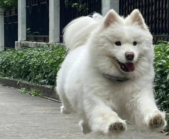 养萨摩耶有什么坏处？本文告诉你！