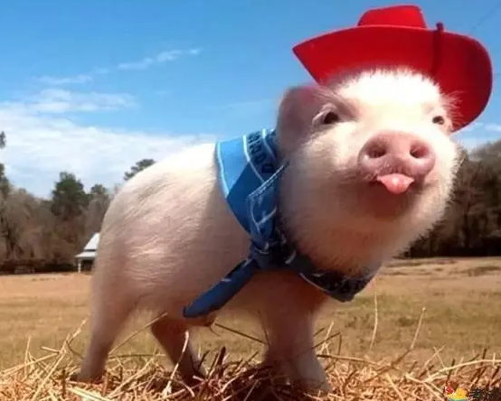 香猪是宠物猪品种之中一种，但是饲养要考虑清楚