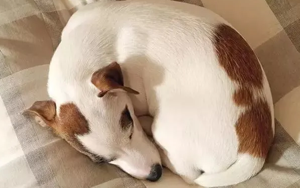 小狗蜷缩着睡觉,竟是这个原因! 小狗蜷缩着睡觉,竟是这个原因!